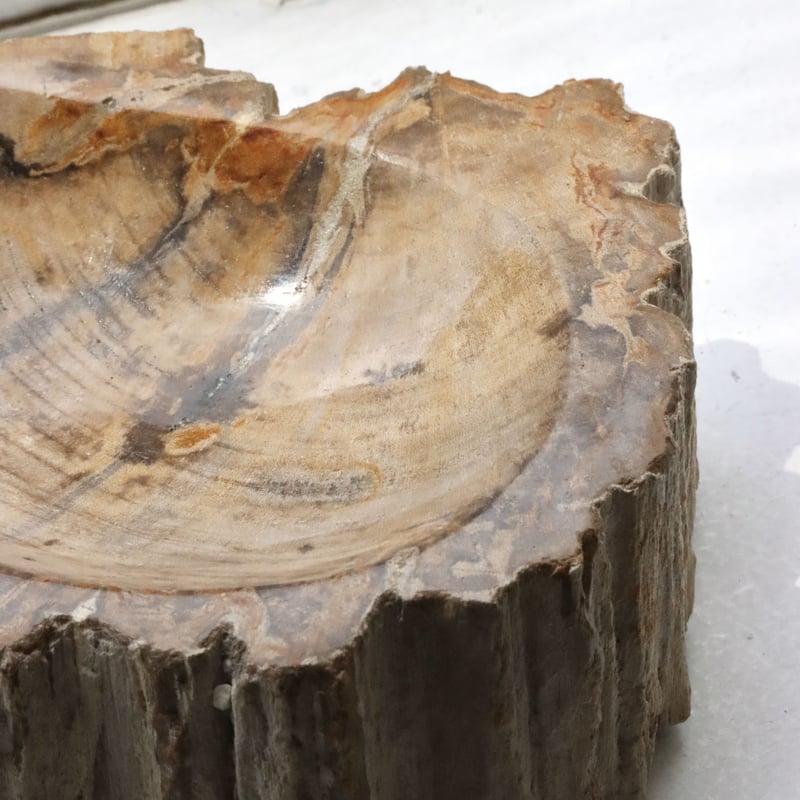 OAK ” Petrified Wood Accessory Tray - M #409
