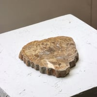 " OAK ” Petrified Wood Plate - S