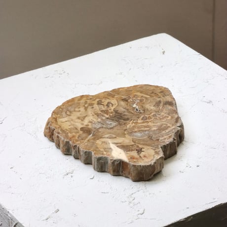 " OAK ” Petrified Wood Plate - S