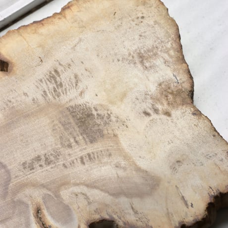 " OAK ” Petrified Wood Plate - S