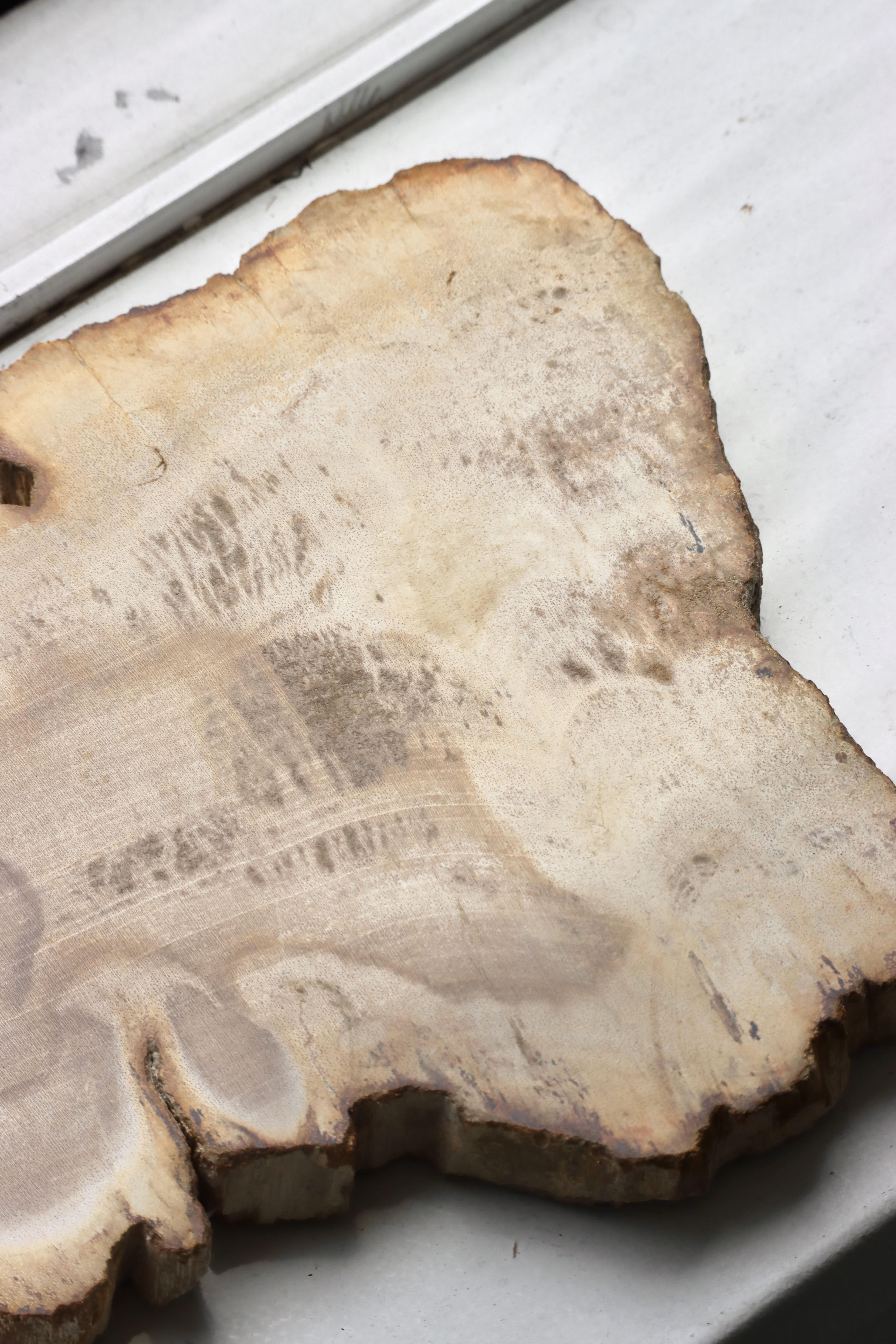 OAK ” Petrified Wood Plate - S | Esme Tena Shop