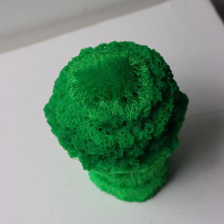 "Tact Inoue" Polybroccoli - M -  225g