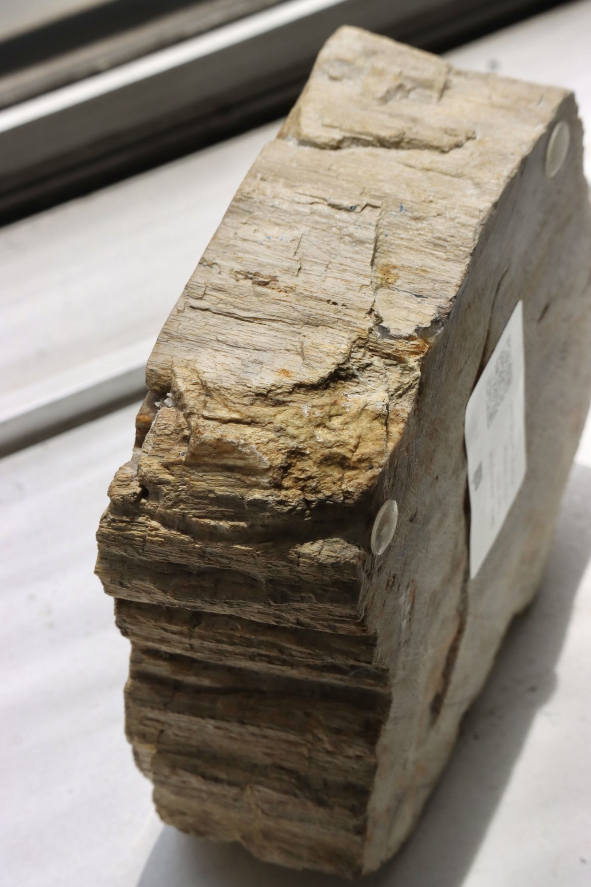 発掘品　置き物 OAK ” Petrified Wood Accessory Tray - S #446