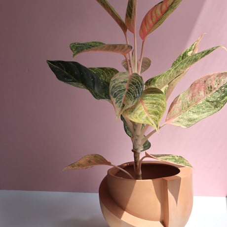 "Light&Ladder" VAYU ceramic tabletop planter - terracotta -