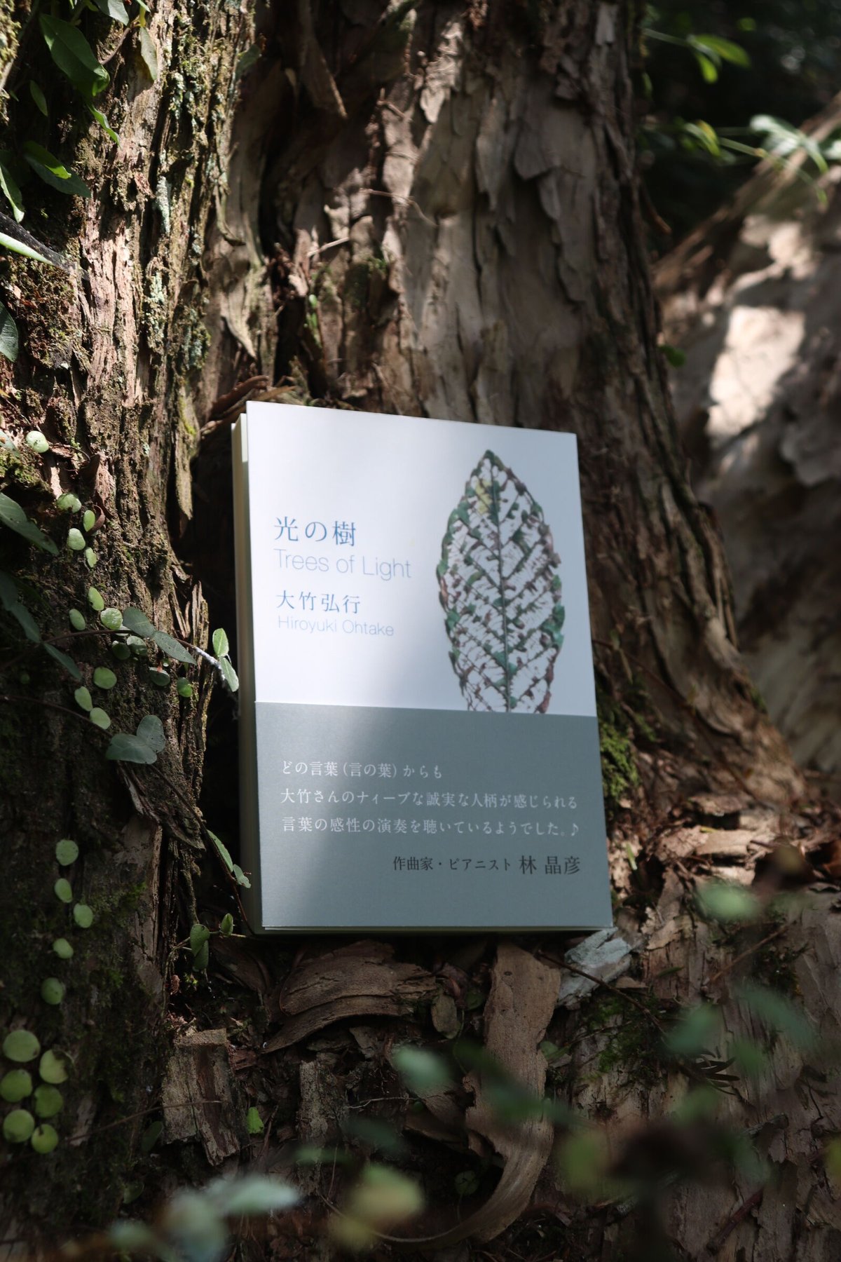 光の樹 Trees of Light | 庭文庫 WEBSHOP