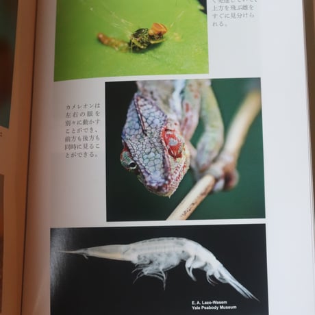動物には何が見え、聞こえ、感じられるのか 人間には感知できない驚異の環世界／エド ヨン  久保 尚子 訳