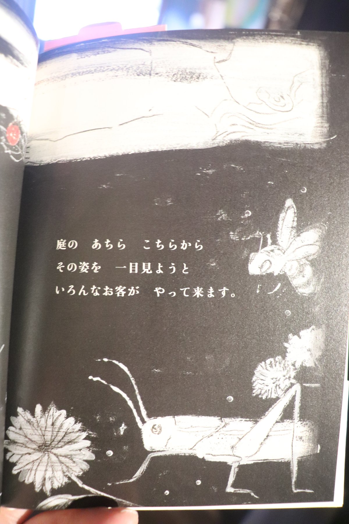希少 帯付き 初版 金曜日の砂糖ちゃん 酒井駒子 金曜日の砂糖ちゃん | 酒井 駒子,酒井 駒子 | 絵本ナビ