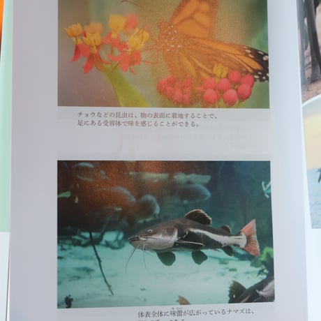 動物には何が見え、聞こえ、感じられるのか 人間には感知できない驚異の環世界／エド ヨン  久保 尚子 訳