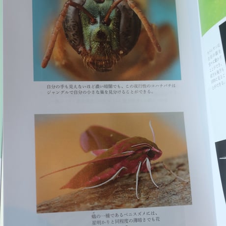 動物には何が見え、聞こえ、感じられるのか 人間には感知できない驚異の環世界／エド ヨン  久保 尚子 訳