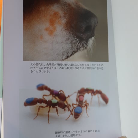 動物には何が見え、聞こえ、感じられるのか 人間には感知できない驚異の環世界／エド ヨン  久保 尚子 訳