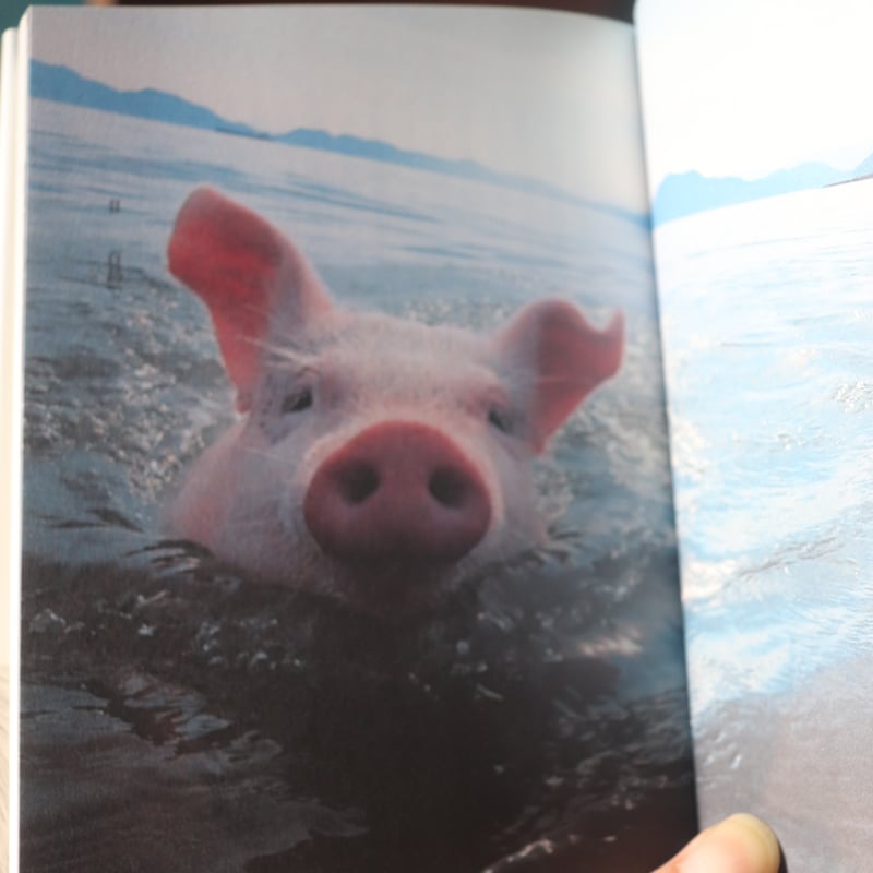 メメント・モモ 豚を育て、屠畜して、食べて、それから ／ 八島良子