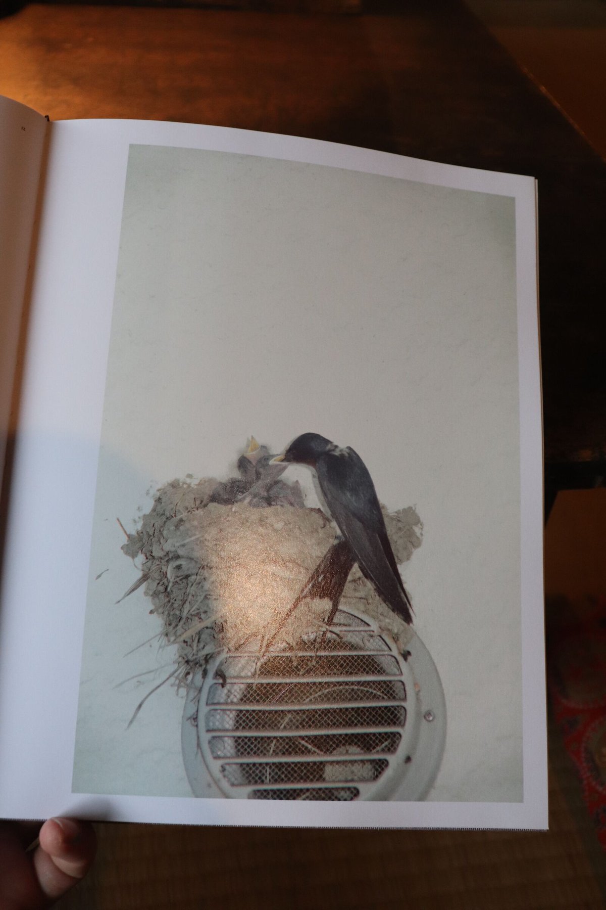 Byung-Hun Min 「 Des Oiseaux 」鳥の写真集　風景　自然 Des oiseaux（On birds） | 庭文庫 WEBSHOP