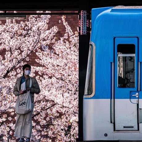 高井戸駅　桜