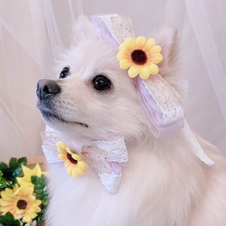 犬用リボン | STORES
