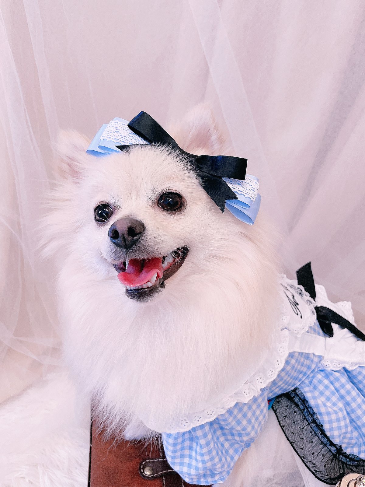 Aliceシリーズ】アリスリボン | 琥珀糖の夢-SWEETY DELIGHTS, DEWD