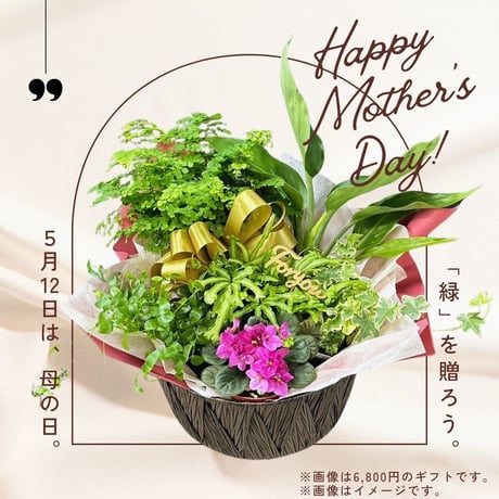 【母の日】観葉植物 - 店舗