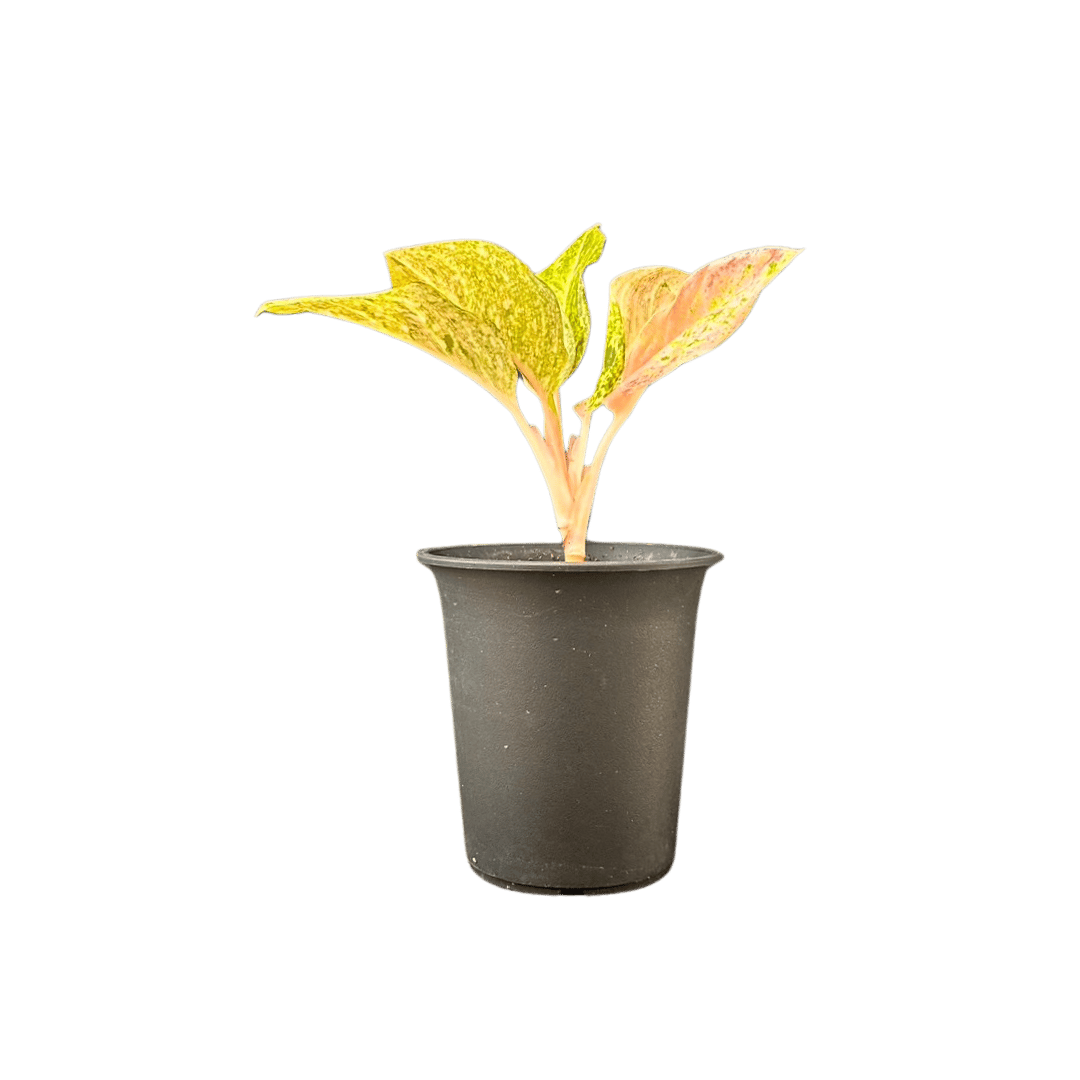 稀少＞Aglaonema Pink Emeritus アグラオネマ ピンクイメリタス | M