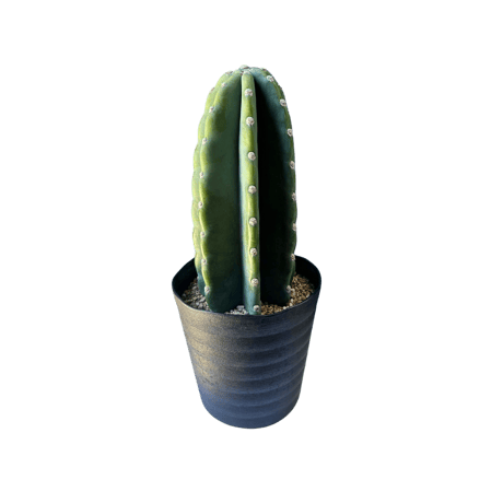 まとめ買いok 柱サボテン 鬼面角　13頭発根　サボテンブランチ　ロストラータ まとめ買いok 柱サボテン 鬼面角 4頭発根 サボテンブランチ