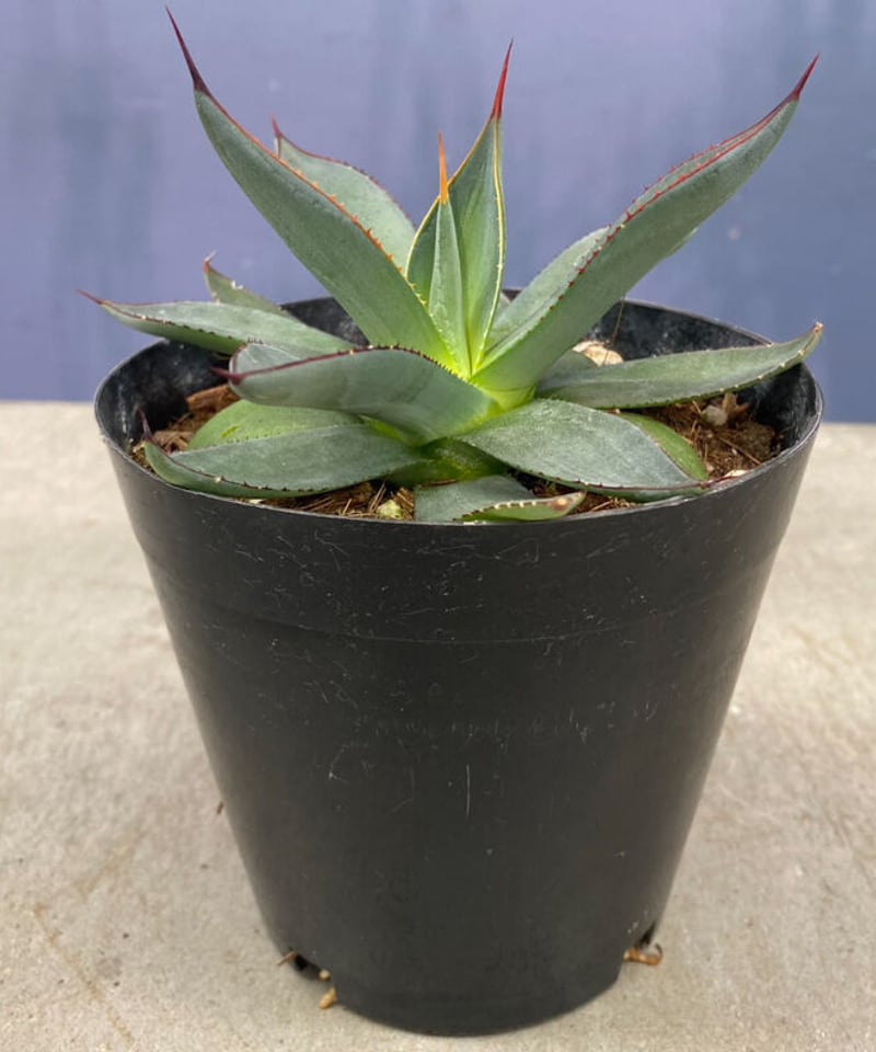 アガベ・ブルーエンバー ４号 Agave 'Blue Ember' ／ 観葉植物 | MAKE...