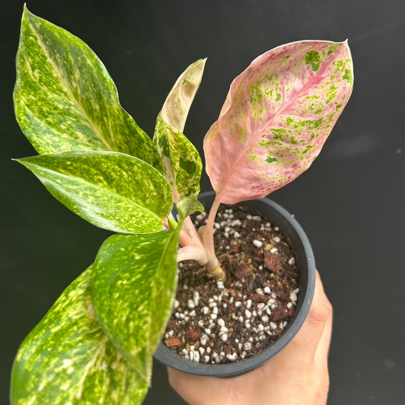 稀少＞Aglaonema Pink Emeritus アグラオネマ ピンクイメリタス