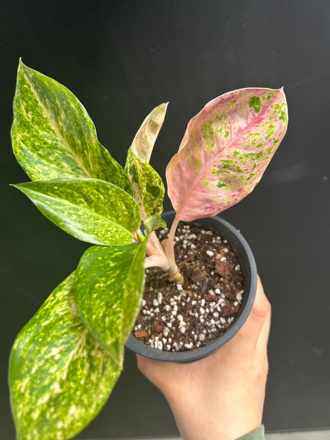 稀少>Aglaonema Pink Emeritus アグラオネマ ピンクイメリタス 稀少>Aglaonema Pink Emeritus アグラオネマ ピンクイメリタス