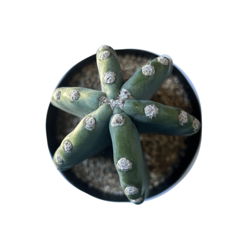 Cactaceae 'Peruvian apple' 柱サボテン '棘無し 鬼面角（きめん