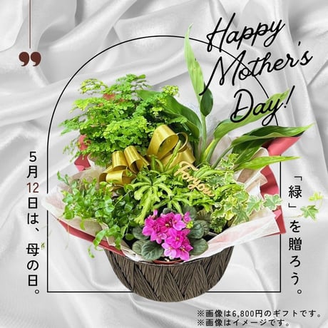 【母の日】観葉植物 - 発送