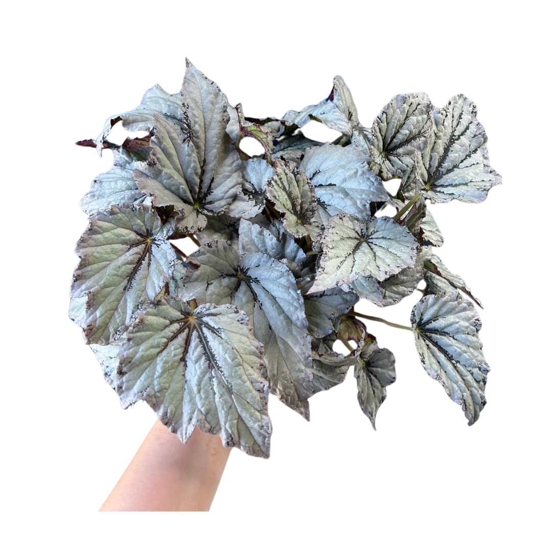 希少品種！ベゴニア・ロッキー（Begonia rockii）東北限定で出品