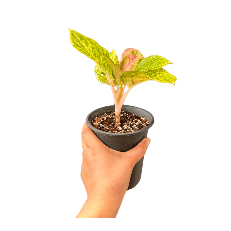 40 アグラオネマ　ピンクイメリタス　激レア　とても上品な色合い 40 アグラオネマ ピンクイメリタス 激レア とても上品な色合い