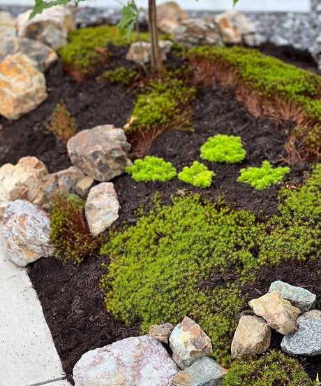 出張造園・植栽 　ご自宅　ロックガーデンアレンジver.