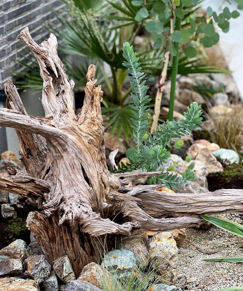 出張造園・植栽 ご自宅 ドライガーデンアレンジver. | iolite online