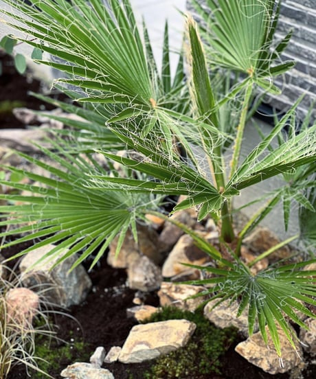 出張造園・植栽 　ご自宅　ドライガーデンアレンジver.