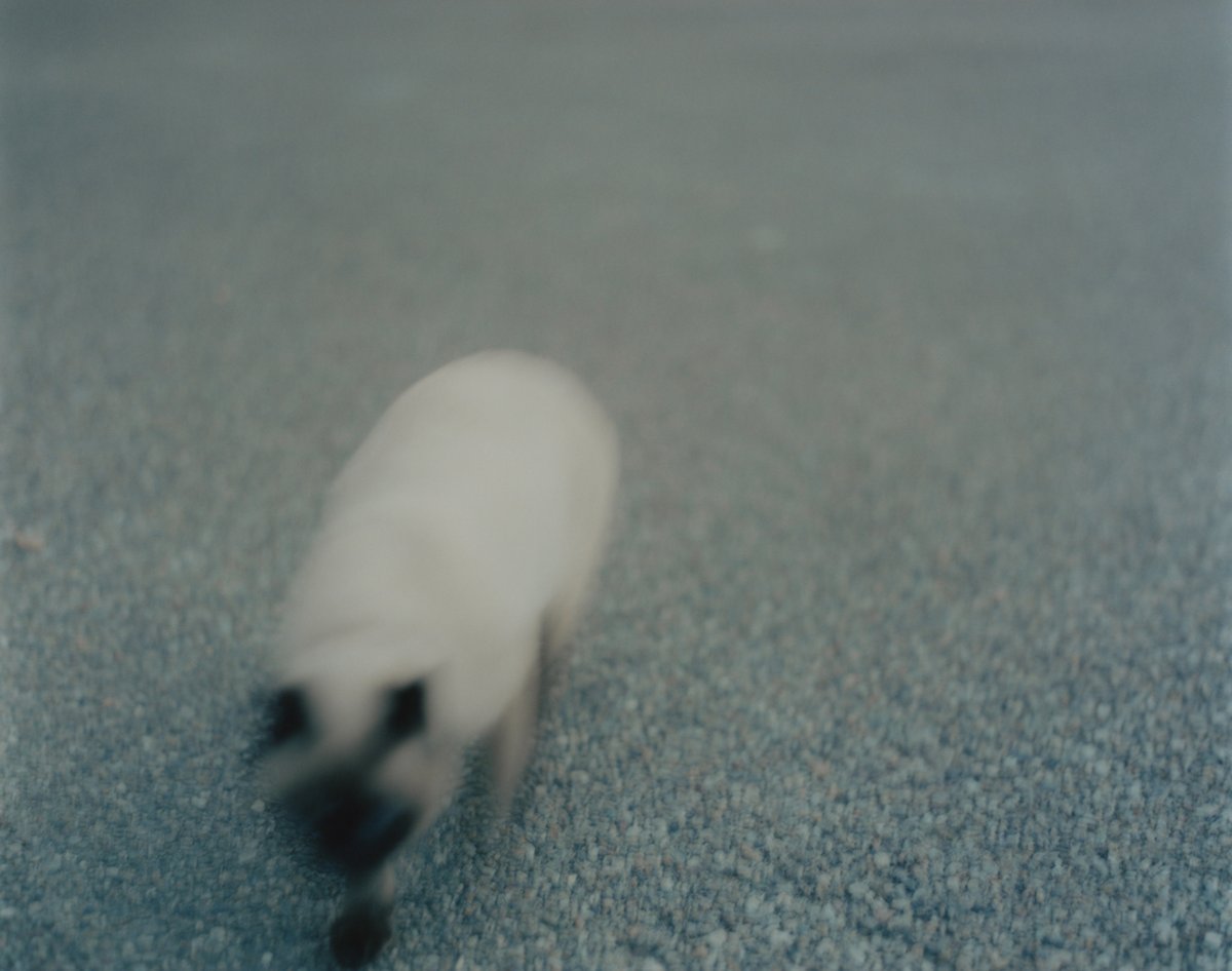 サイン入り》佐内正史 写真集「写真がいってかえってきた」 | 本・中川