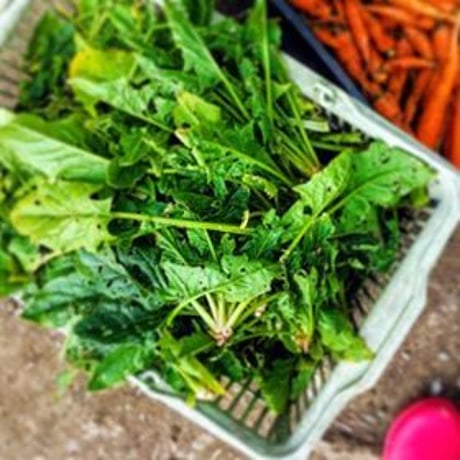 VEGICRA 葉山 野菜のクラッカー（ほうれん草＋カシューナッツ）