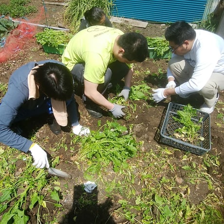 VEGICRA 葉山 野菜のクラッカー（ほうれん草＋カシューナッツ）
