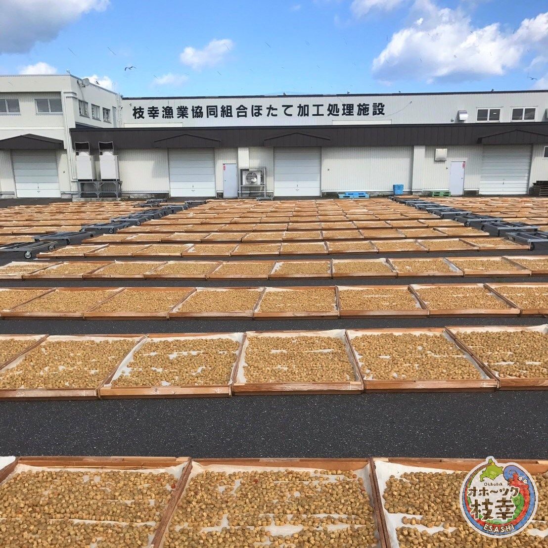 枝幸ほたて干し貝柱【7粒入り】 | 枝幸オンラインショップ
