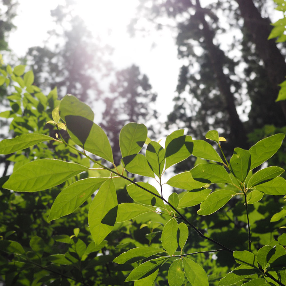【あお】クロモジフローラルウォーター 1㍑ 5本セット あお】クロモジフローラルウォーター 1㍑ 5本セット くろもじ