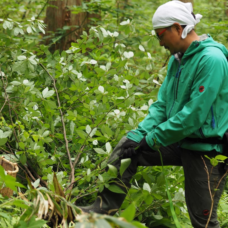 一十八日南会津かおる里山 クロモジ精油 | 和精油一十八日