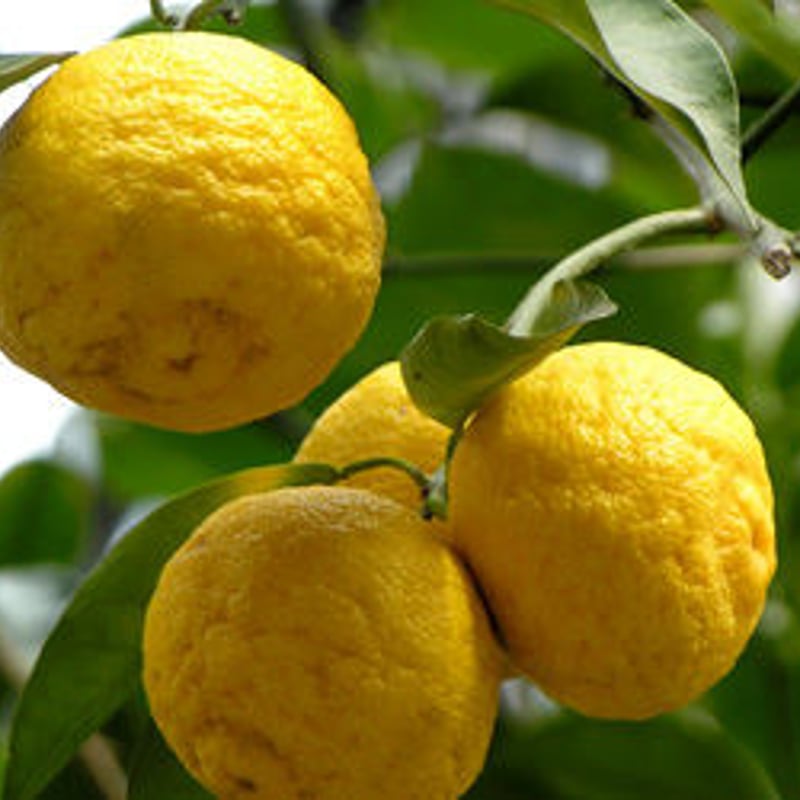 地主悌助　石　油彩画　10号 一十八日和精油 柚子5ml | 和精油一十八日