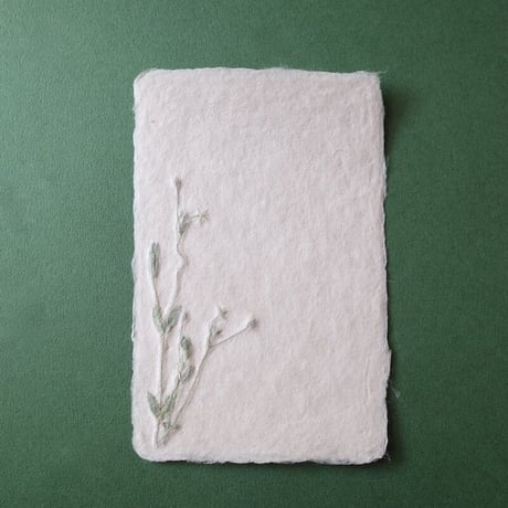ののわし／Nonowashi「ワンポイント桜貝／草花はがき」