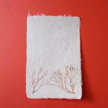 ののわし／Nonowashi「ワンポイント海藻はがき」