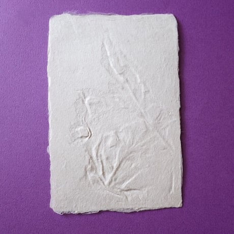 ののわし／Nonowashi「草花はがき」