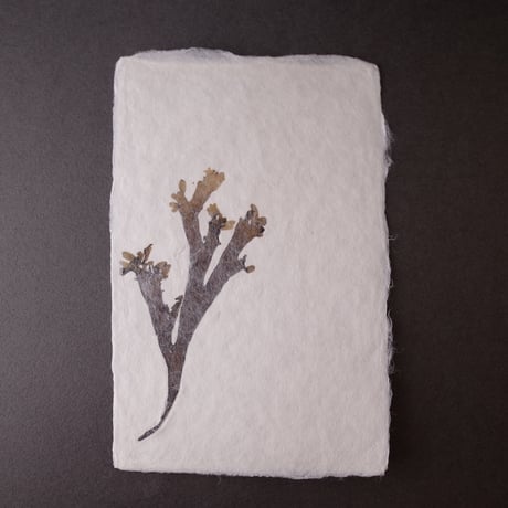 ののわし／Nonowashi「ワンポイント海藻はがき」