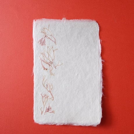 ののわし／Nonowashi「ワンポイント海藻はがき」