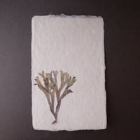 ののわし／Nonowashi「ワンポイント海藻はがき」