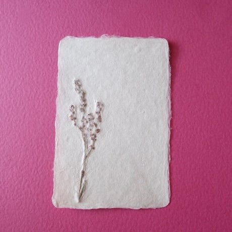 ののわし／Nonowashi「ワンポイント桜貝／草花はがき」