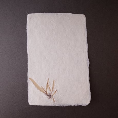 ののわし／Nonowashi「ワンポイント海藻はがき」