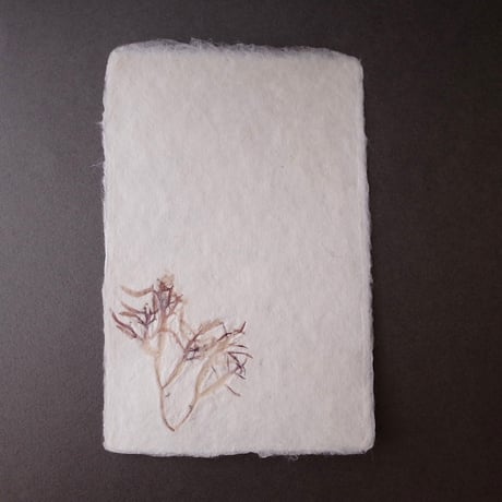 ののわし／Nonowashi「ワンポイント海藻はがき」