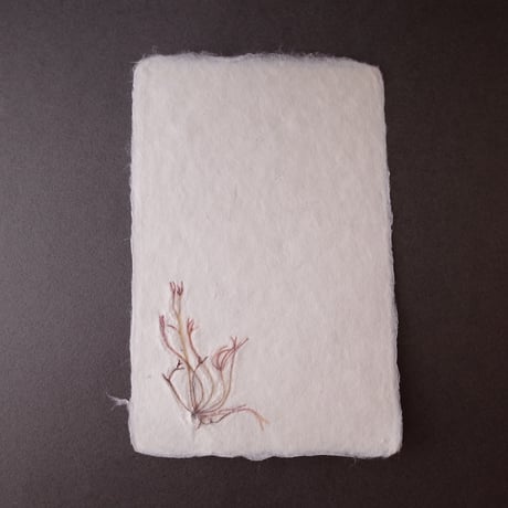 ののわし／Nonowashi「ワンポイント海藻はがき」