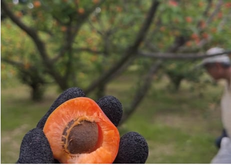 彩：IRODORI SAISON Apricot  350ml缶製品